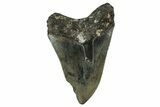Serrated, Fossil Megalodon Tooth - North Carolina #351144-1